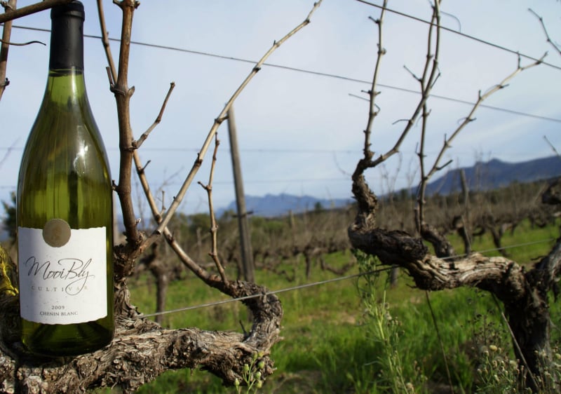 PAARL, SELF CATERING, AFFORDABLE, BOUTIQUE WINESWINE 